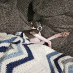 Un Italian Greyhuahua allongé sur un canapé etsemblant détendu