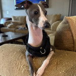 Un Italian Greyhuahua allongé sur un canapé et portant un harnais 