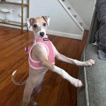 Un Italian Greyhuahua sur un plancher et portant un harnais 