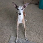 Un Italian Greyhuahua sur une moquette et semblant détendu 