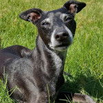 Un Italian Greyhuahua allongé sur une surface herbacée 