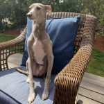 Un Italian Greyhuahua sur un fauteuil et semblant détendu 