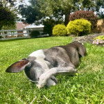 Un Italian Greyhuahua allongé sur une surface gazonnée 