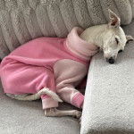 Un Italian Greyhuahua allongé sur un canapé et portant un habit pour chien