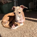 Un Italian Greyhuahua allongé sur une moquette et semblant détendu 