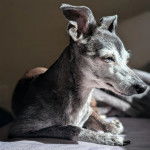 Un Italian Greyhuahua allongé et semblant détendu 