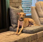 Un Italian Greyhuahua regardant vers la caméra et portant un collier autour du cou