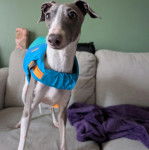 Un Italian Greyhuahua sur un canapé et portant un harnais 