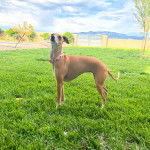 Un Italian Greyhuahua sur une surface herbacée et portant un collier autour du cou