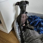 Un Italian Greyhuahua assis dans un panier et portant un collier autour du cou