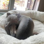 Un Italian Greyhuahua allongé dans un panier et semblant dormir 