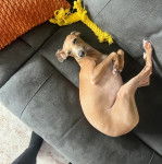 Un Italian Greyhuahua allongé sur un canapé 