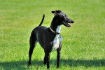 Un Italian Greyhuahua sur une surface gazonnée et portant un collier autour du cou