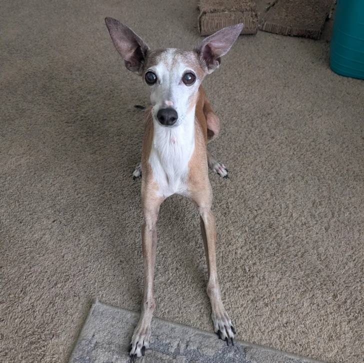 Un Italian Greyhuahua sur une moquette et semblant détendu 