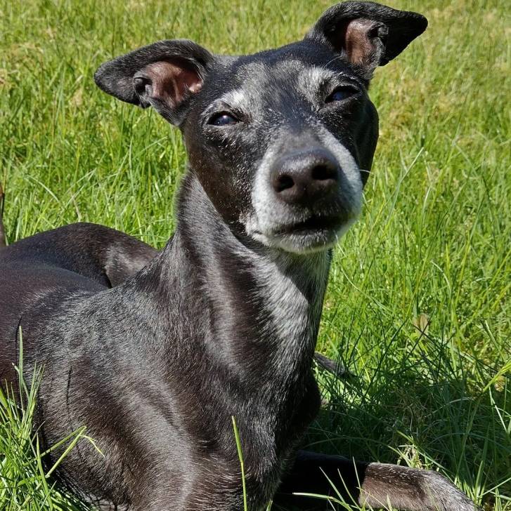 Un Italian Greyhuahua allongé sur une surface herbacée 