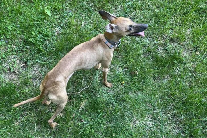 Un Italian Greyhuahua sur une surface herbacée et portant un collier autour du cou