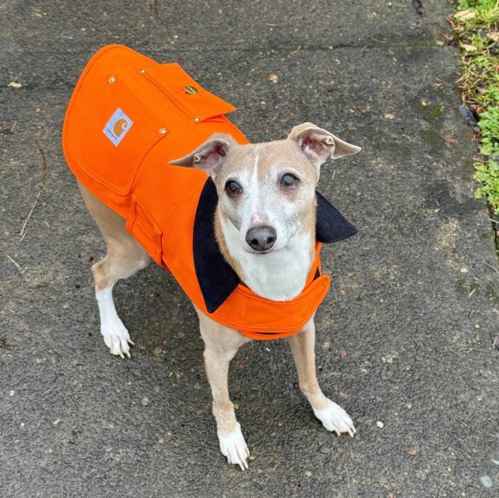 Un Italian Greyhuahua sur une surface bétonnée et portant un habit pour chien 