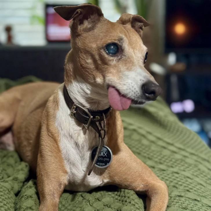 Un Italian Greyhuahua ayant la langue pendante et qui est tenu en laisse