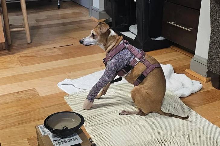 Un Italian Greyhuahua assis sur un tapis et portant un plâtre 