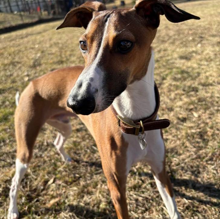 Un Italian Greyhuahua sur un terrain herbeux et portant un collier autour du cou