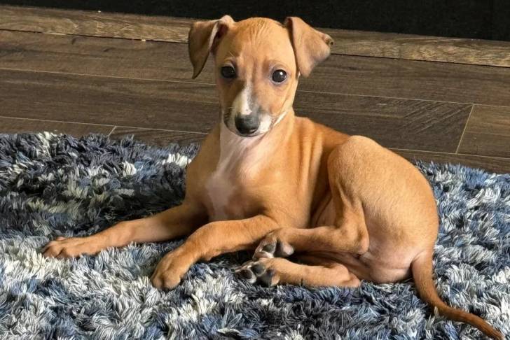 Un Italian Greyhuahua allongé sur un tapis et regardant vers la caméra 