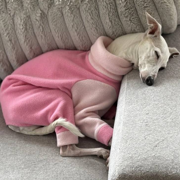 Un Italian Greyhuahua allongé sur un canapé et portant un habit pour chien