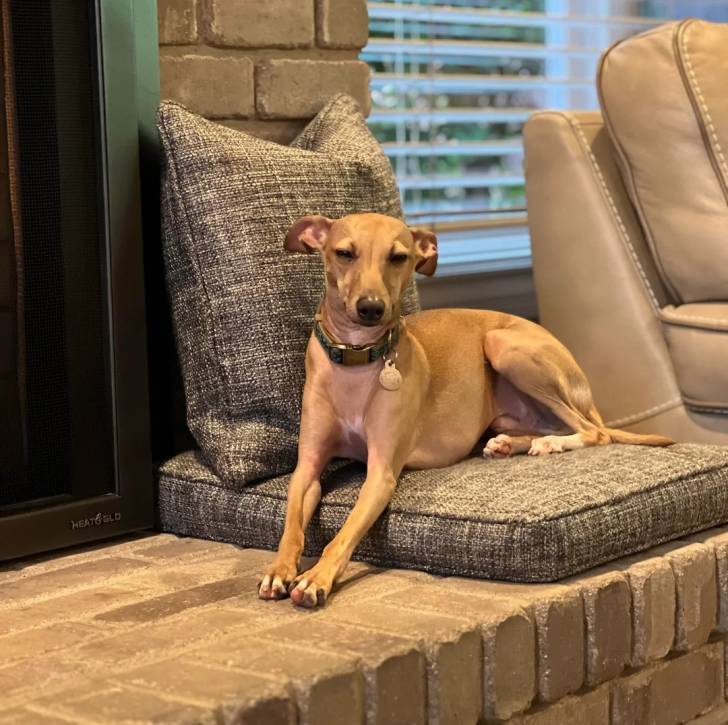 Un Italian Greyhuahua regardant vers la caméra et portant un collier autour du cou