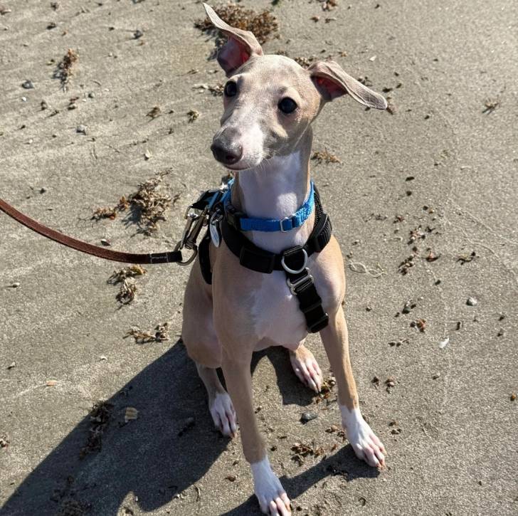 Un Italian Greyhuahua assis sur une surface sableuse est qui est tenu en laisse 