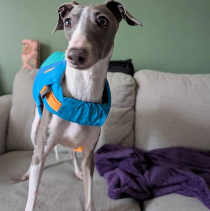 Un Italian Greyhuahua sur un canapé et portant un harnais 