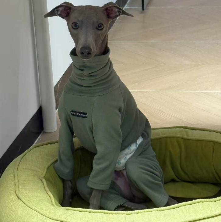 Un Italian Greyhuahua assis dans un panier et portant un habit pour chien 