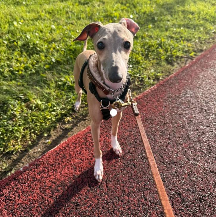 Un Italian Greyhuahua sur une surface bitumée et qui est tenu en laisse 