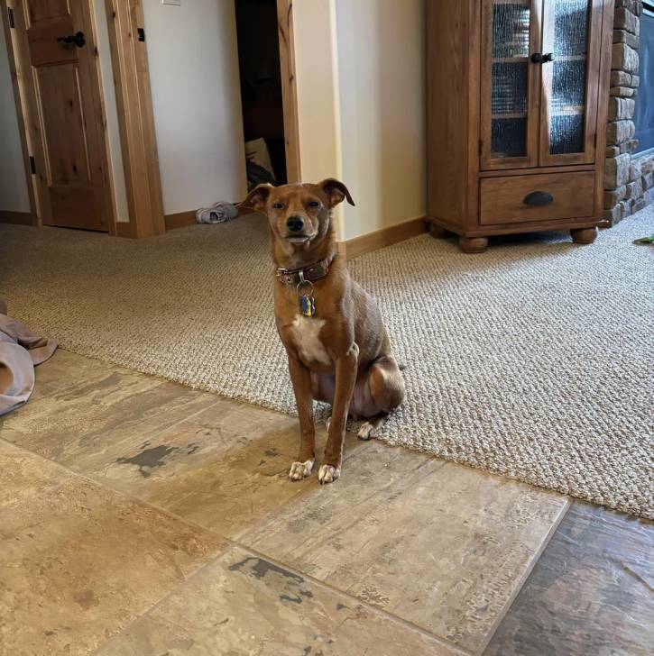 Un Italian Greyhuahua assis sur un tapis et oortant un collier autour du cou