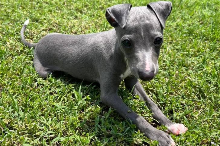 Un chiot Italian Greyhuahua allongé sur une surface gazonnée 