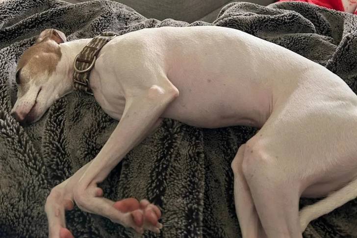 Un Italian Greyhuahua allongé et portant un collier autour du cou