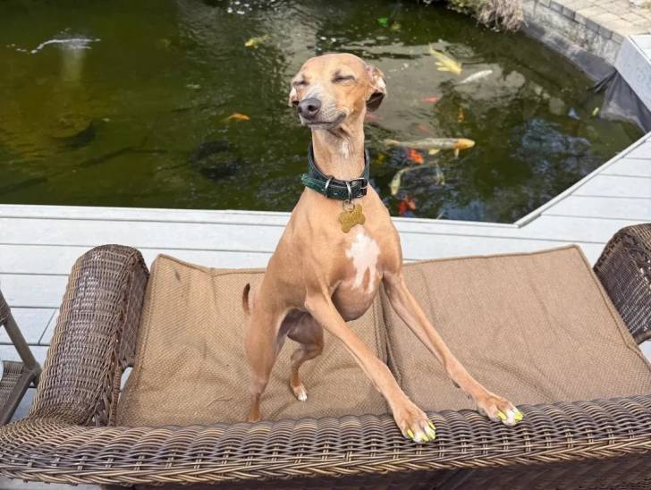 Un Italian Greyhuahua sur un canapé et portant un collier autour du cou