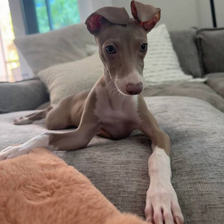 Un Italian Greyhuahua allongé sur un canapé et semblant détendu 