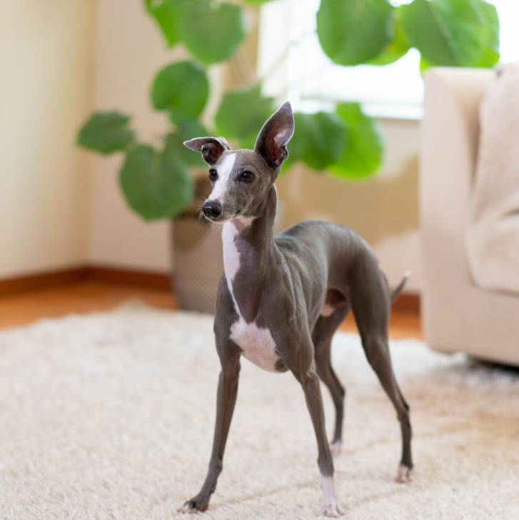 Un Italian Greyhuahua sur un tapis 