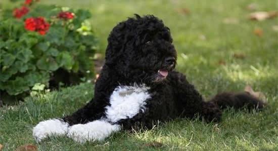 Duby - Chien d'Eau Portugais (2 ans)