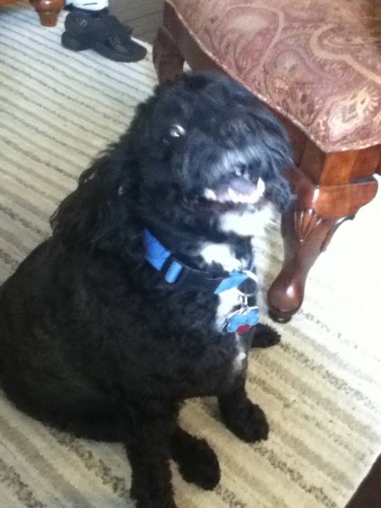 Pepper - Chien d'Eau Portugais Mâle (6 ans)