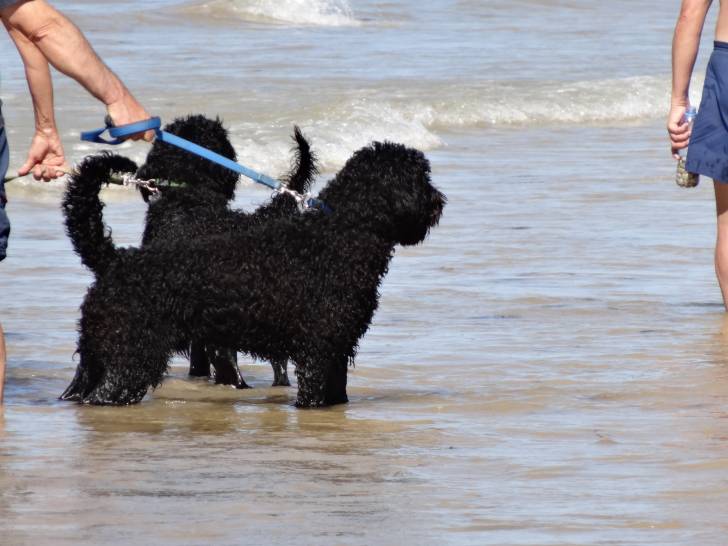 Port. Wasserhund - Chien d'Eau Portugais Mâle