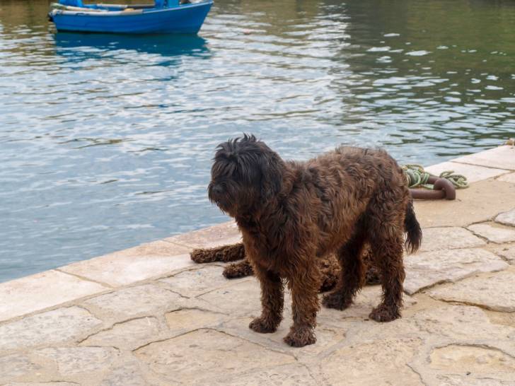 Photo Chien d'Eau Portugais