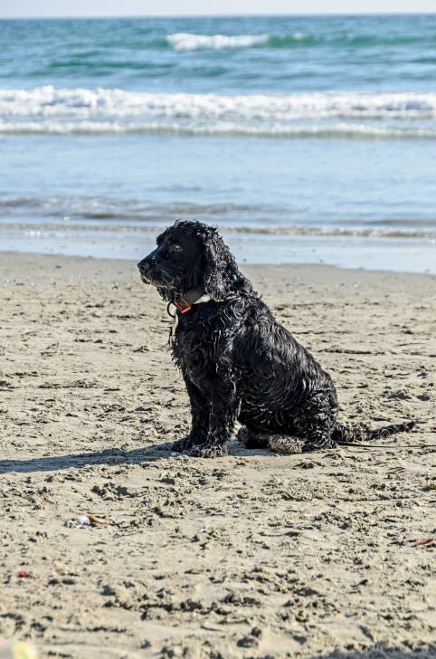 Photo Chien d'Eau Portugais