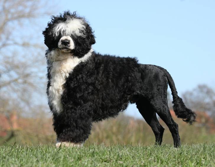 Un Chien d'Eau Portugais noir et blanc