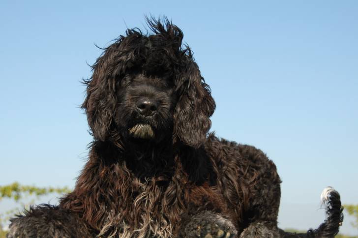 Un Chien d'Eau Portugais noir allongé