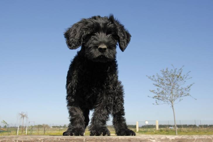 Photo Chien d'Eau Portugais