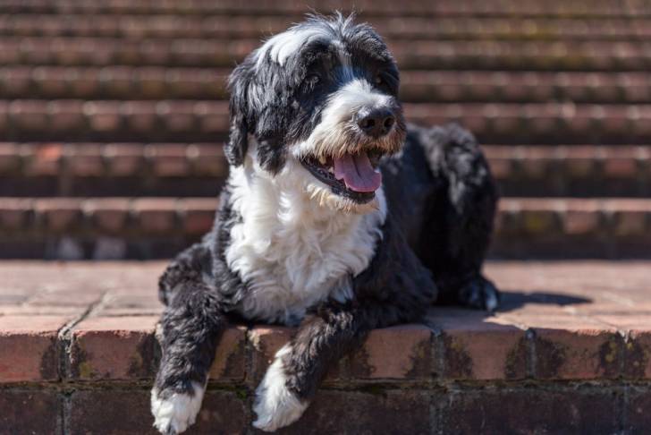 Un Chien d'Eau Portugais assis sur une marche