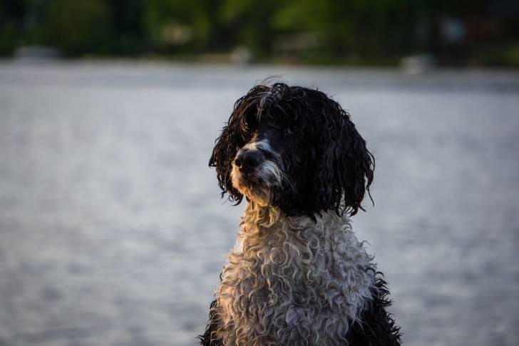 Photo Chien d'Eau Portugais