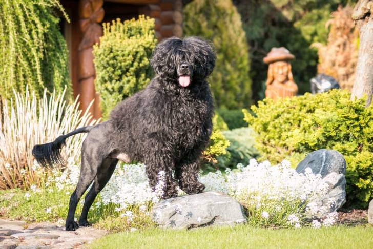 Photo Chien d'Eau Portugais