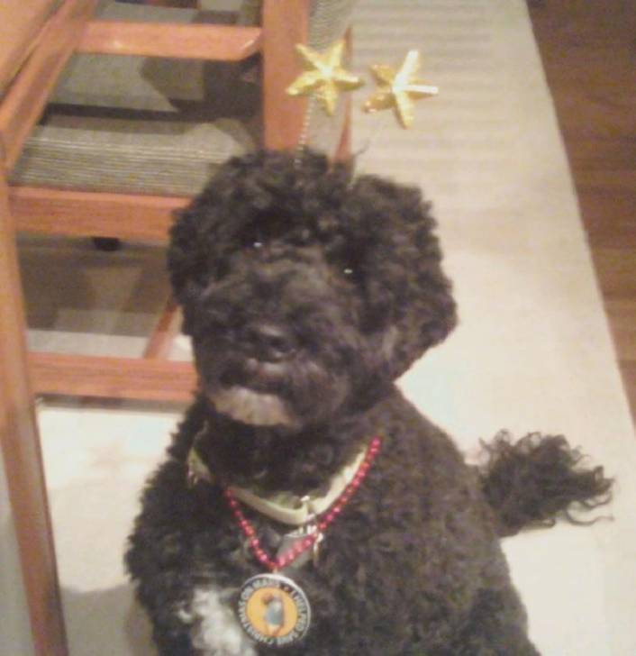 Ozzie - Chien d'Eau Portugais Mâle (6 ans)