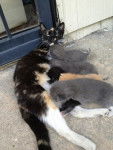 Mama and her kittens -